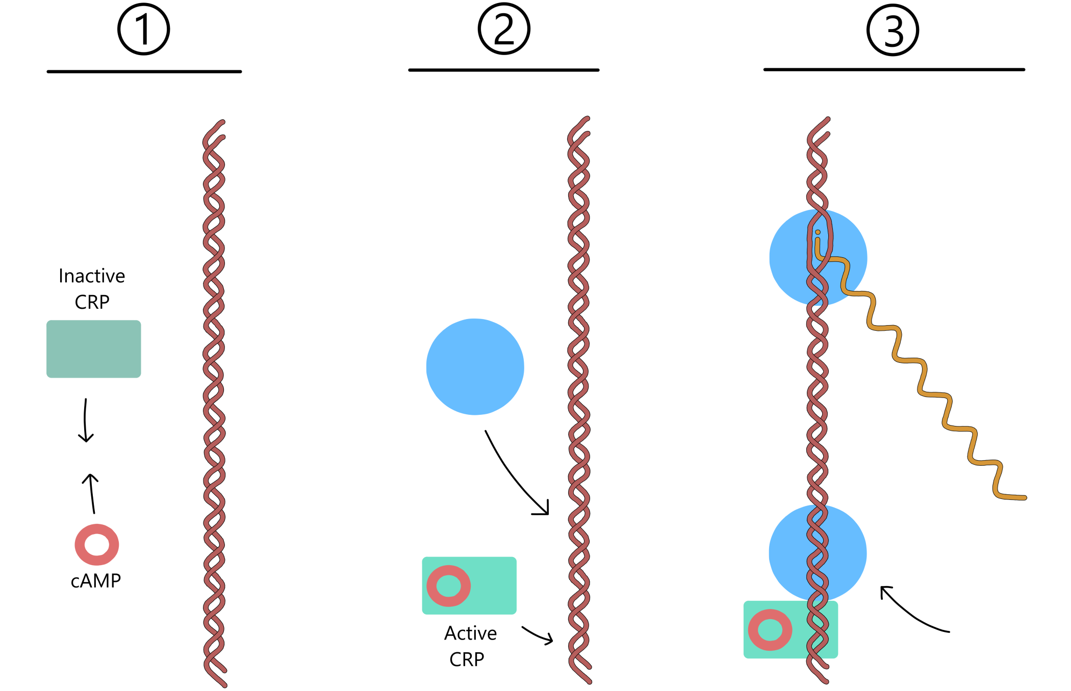 Active CRP increases the rate of transcription from the lac promoter.