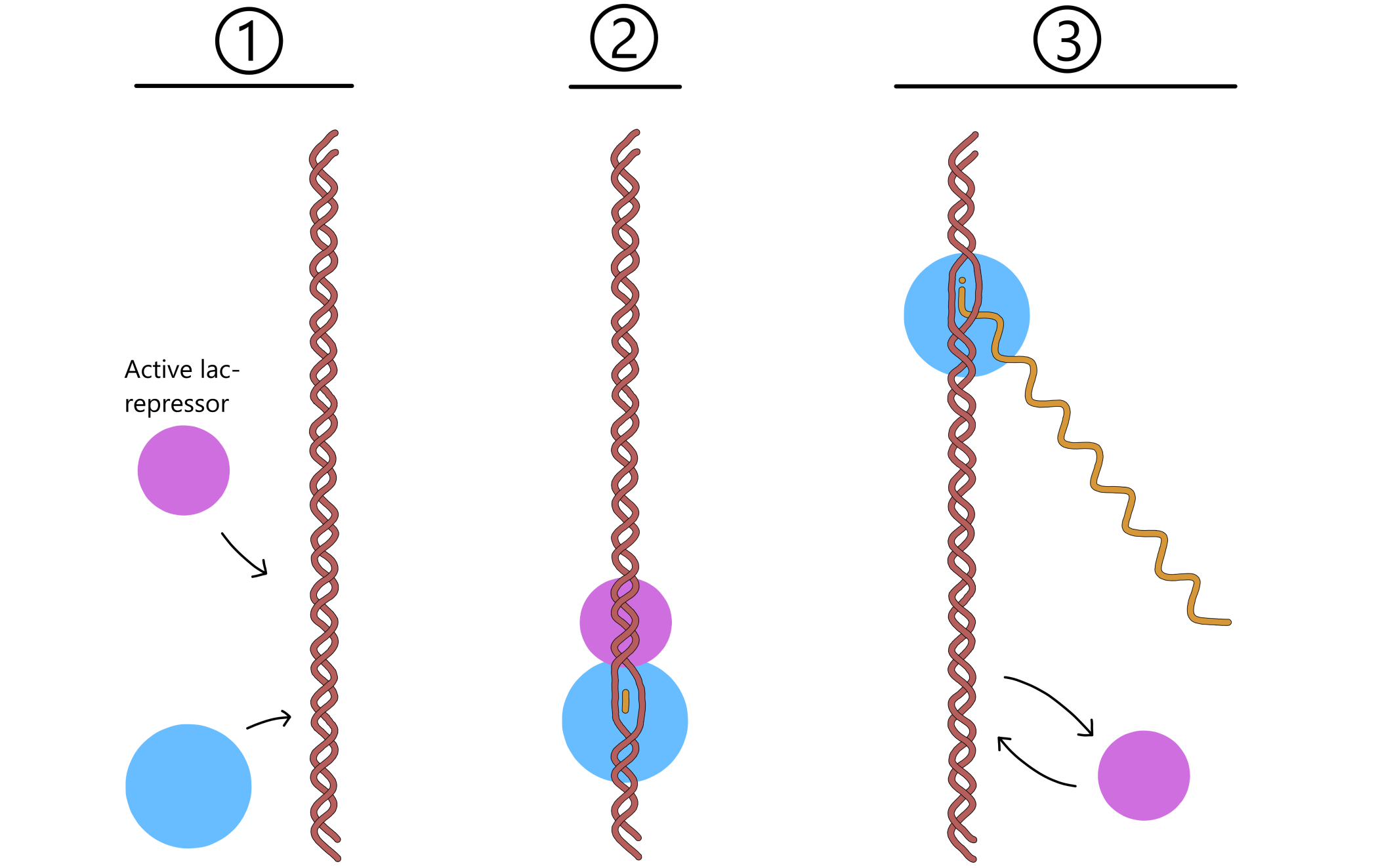 The lac repressor reduce transcription from the lac promoter.