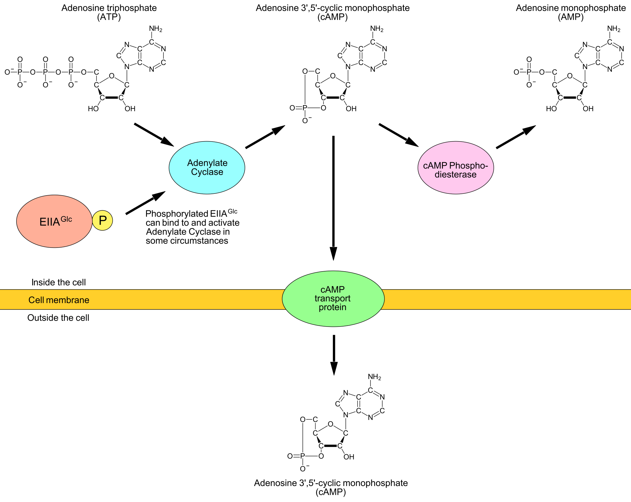Different proteins that control the cAMP level.