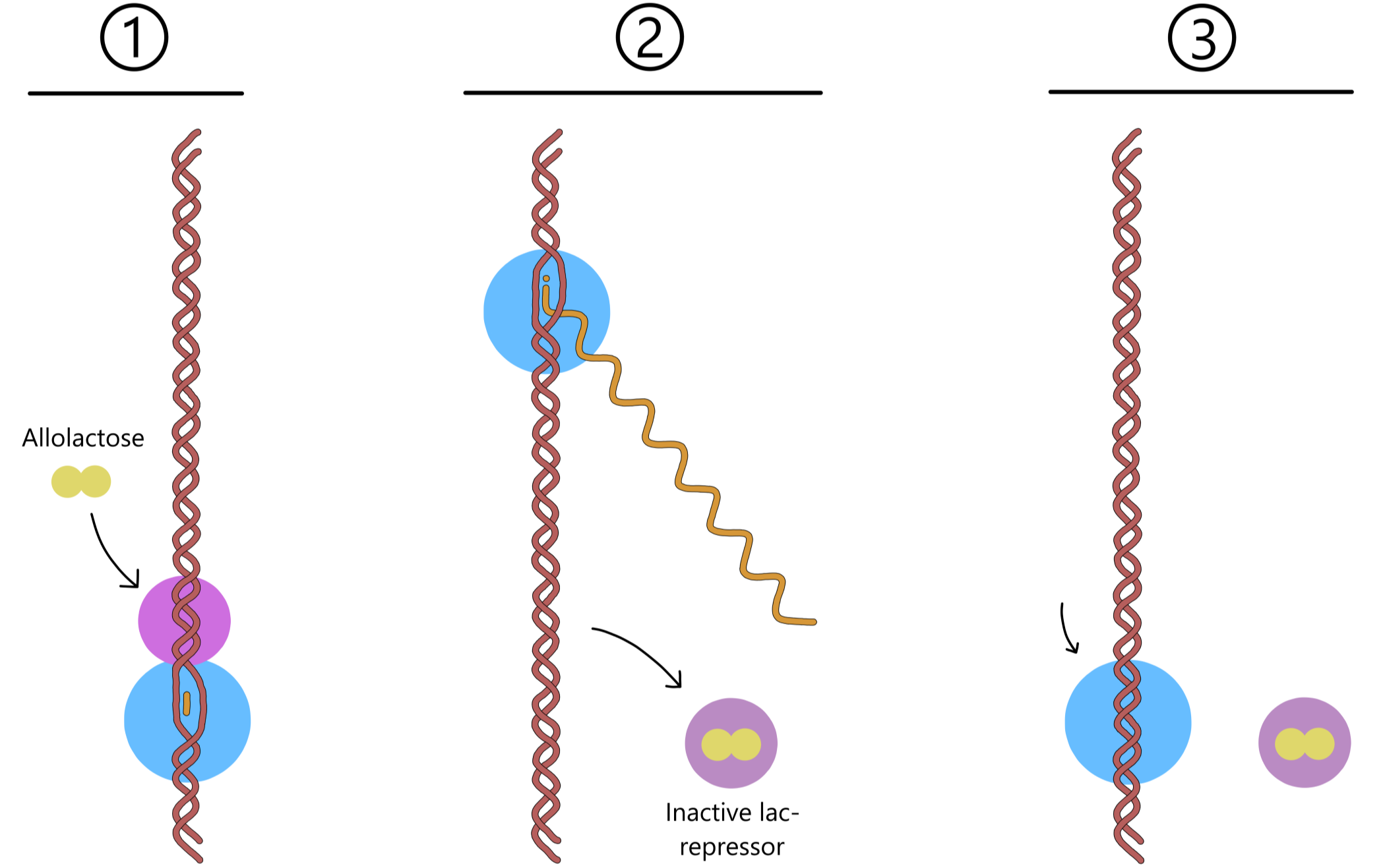 Allolactose inactivates the lac repressor.