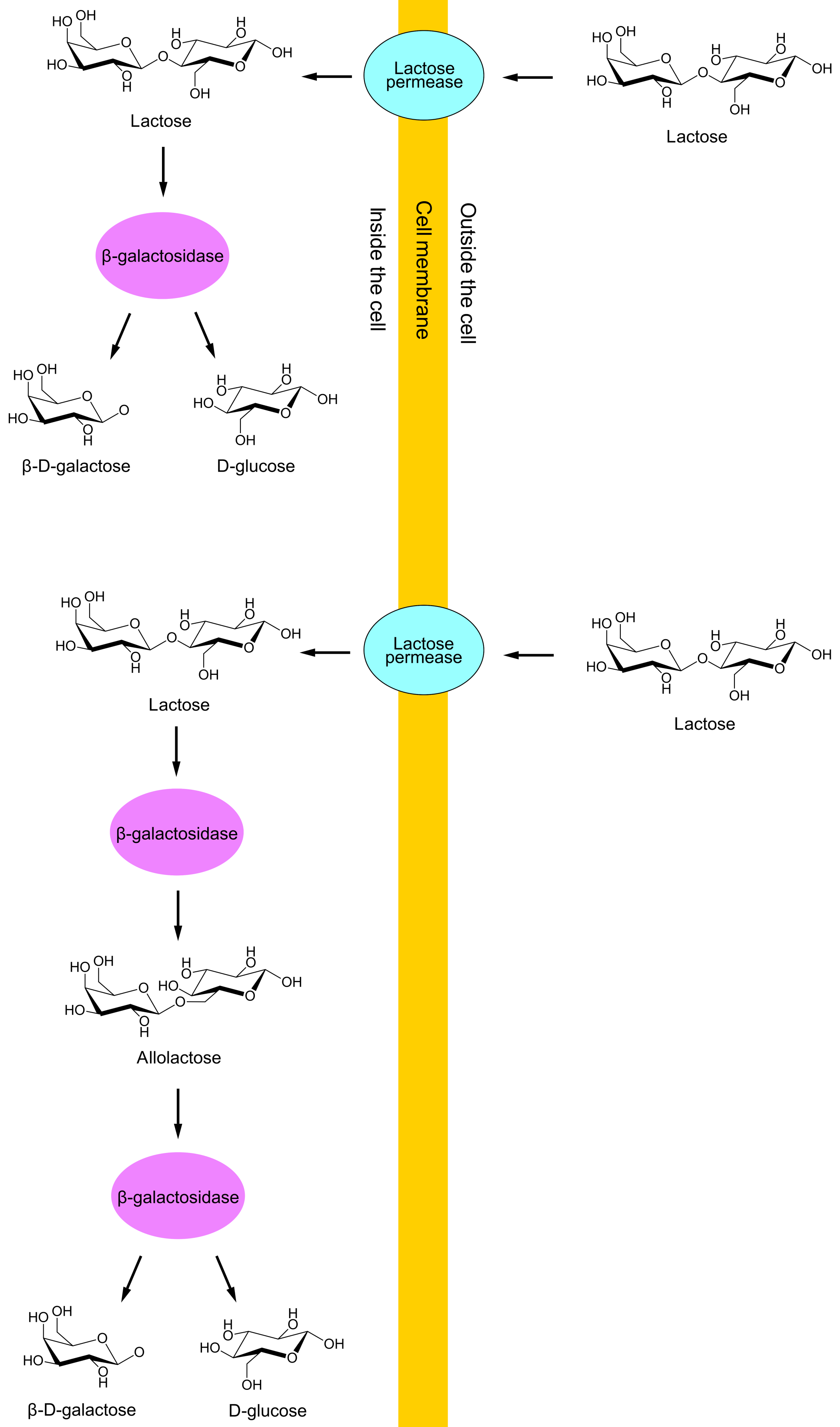 Function of lactose permease and β-galactosidase.