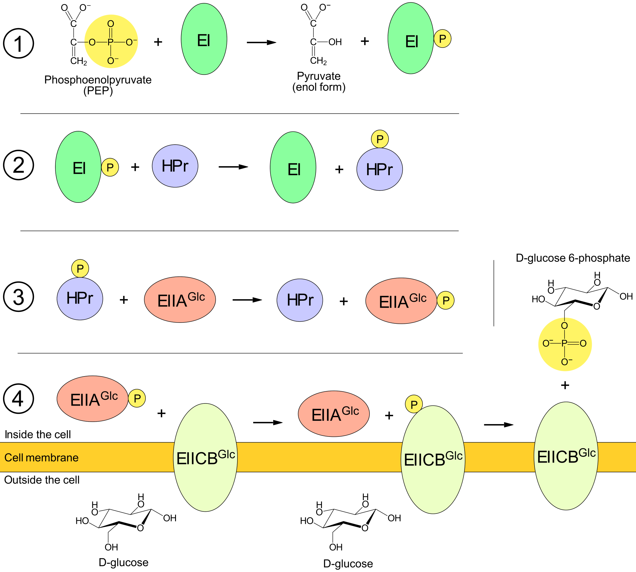Uptake of glucose by the PTS proteins.